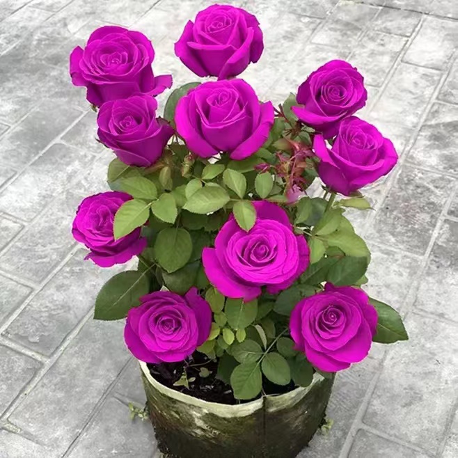 耐寒浓香型玫瑰花苗四季开花玫瑰裸根观花绿植庭院室内外花卉阳台