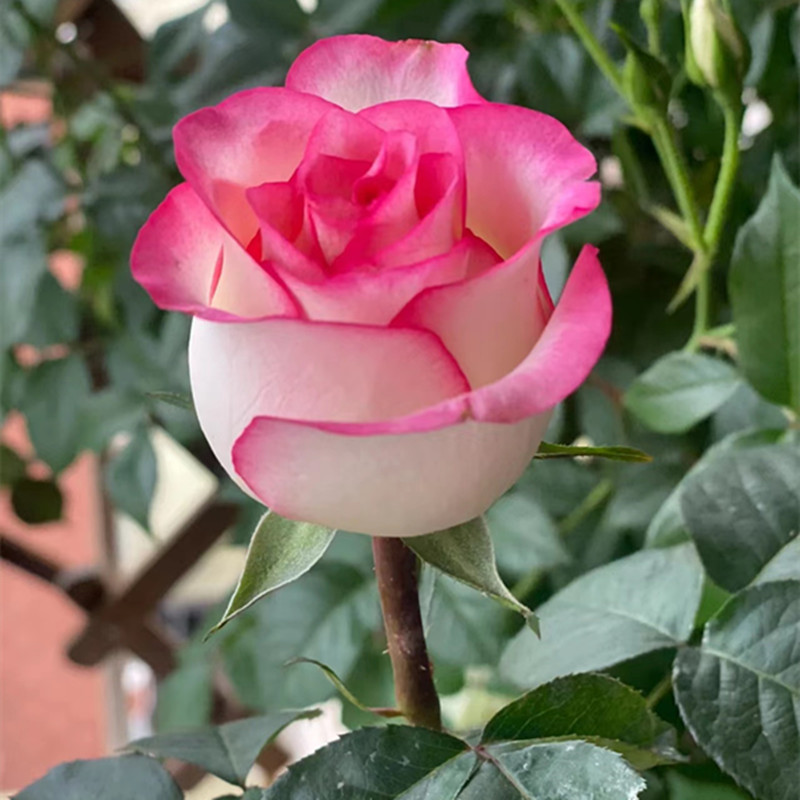 爱莎玫瑰花苗 四季开花 绿植月季盆栽花卉 云南发货新鲜养护优选