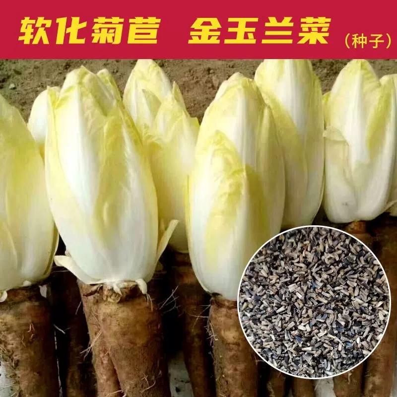 籽种拍三送一金玉兰菜种籽野菜种子菊苣种子种植蔬菜种孑好养活