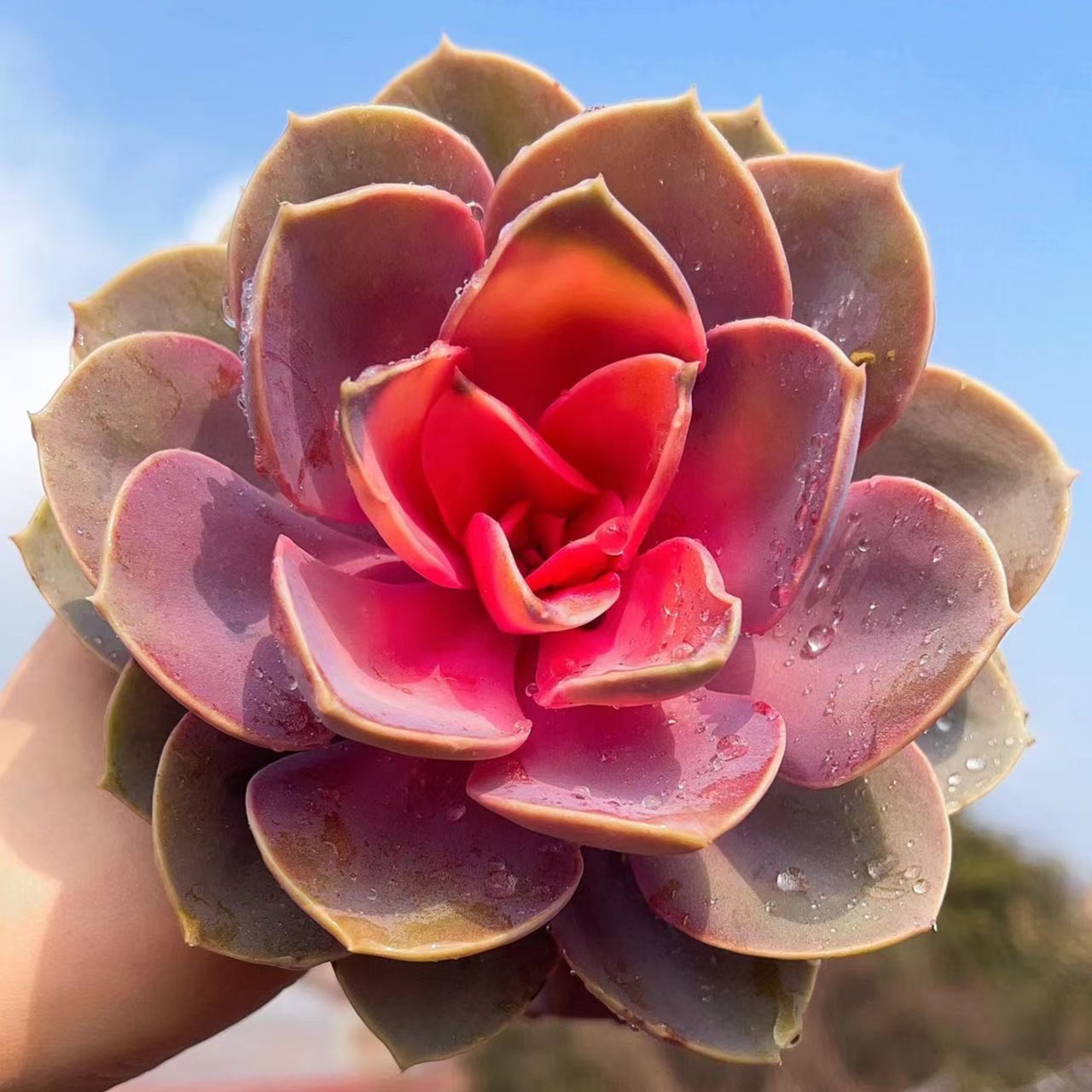 F 牡丹仙子（拍一发二）多肉植物新手必备耐旱散光通风室内养
