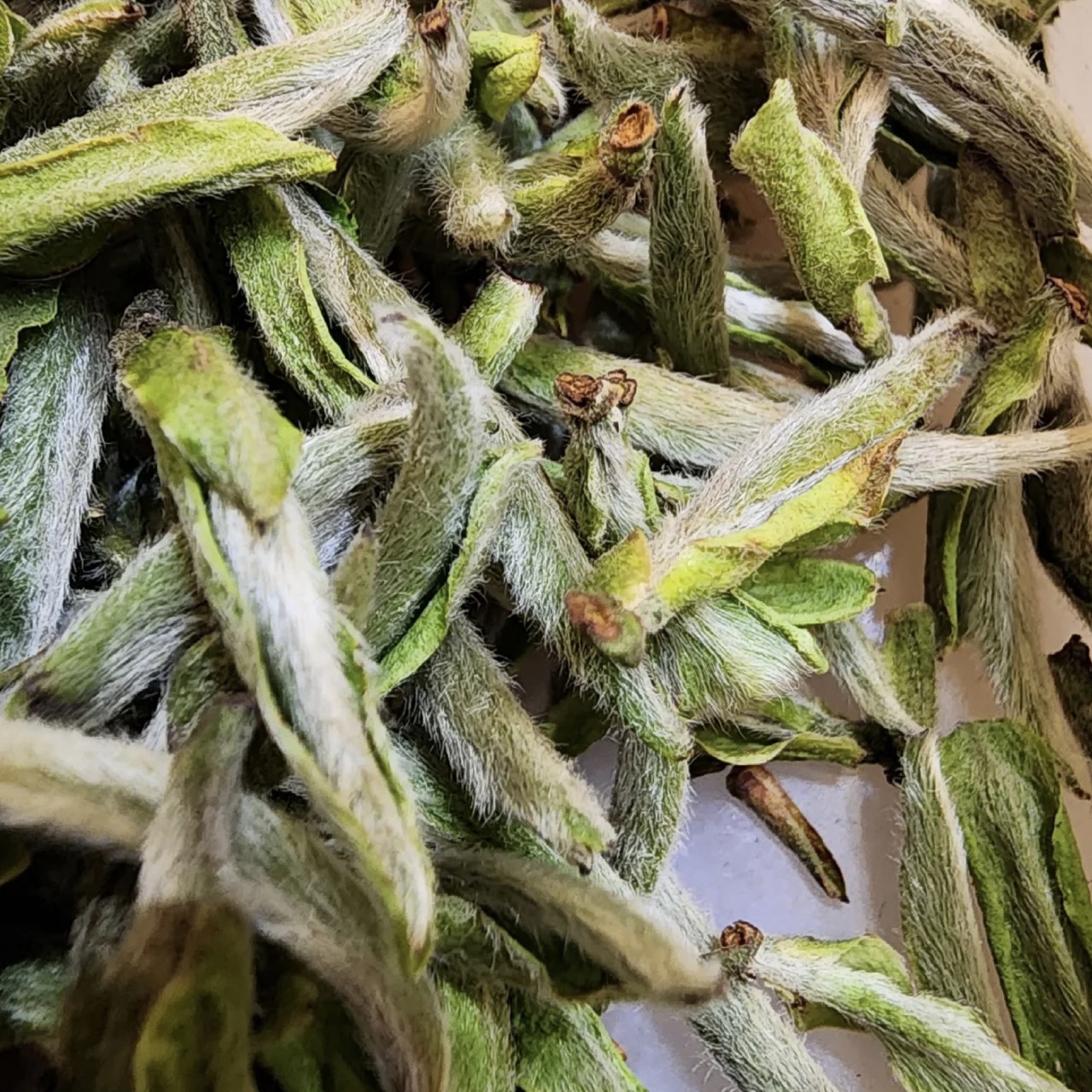 【太姥荒针】2023福鼎荒枞头采白毫银针兰花韵毫香鲜爽甜润