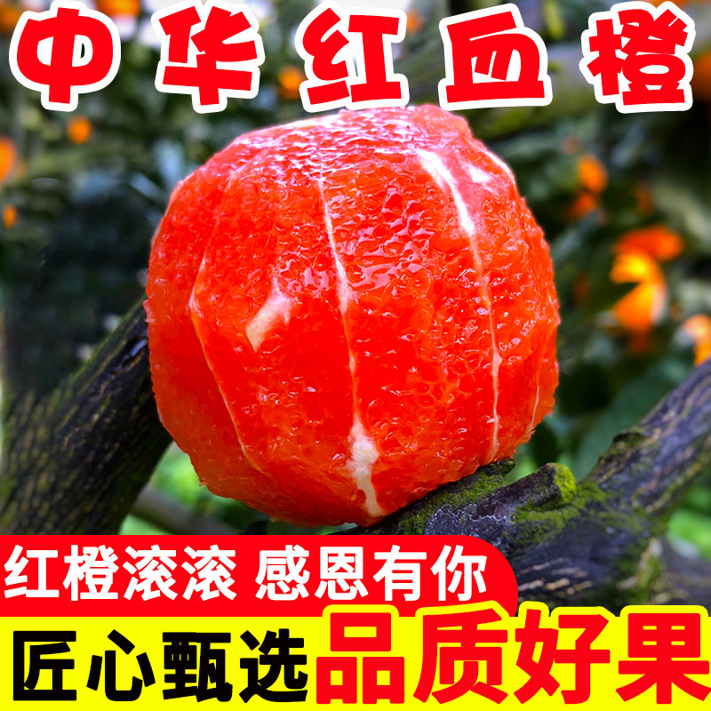 【低温地区专用】湖北宜昌秭归橙子中华红血橙香甜皮薄 净重5/9斤