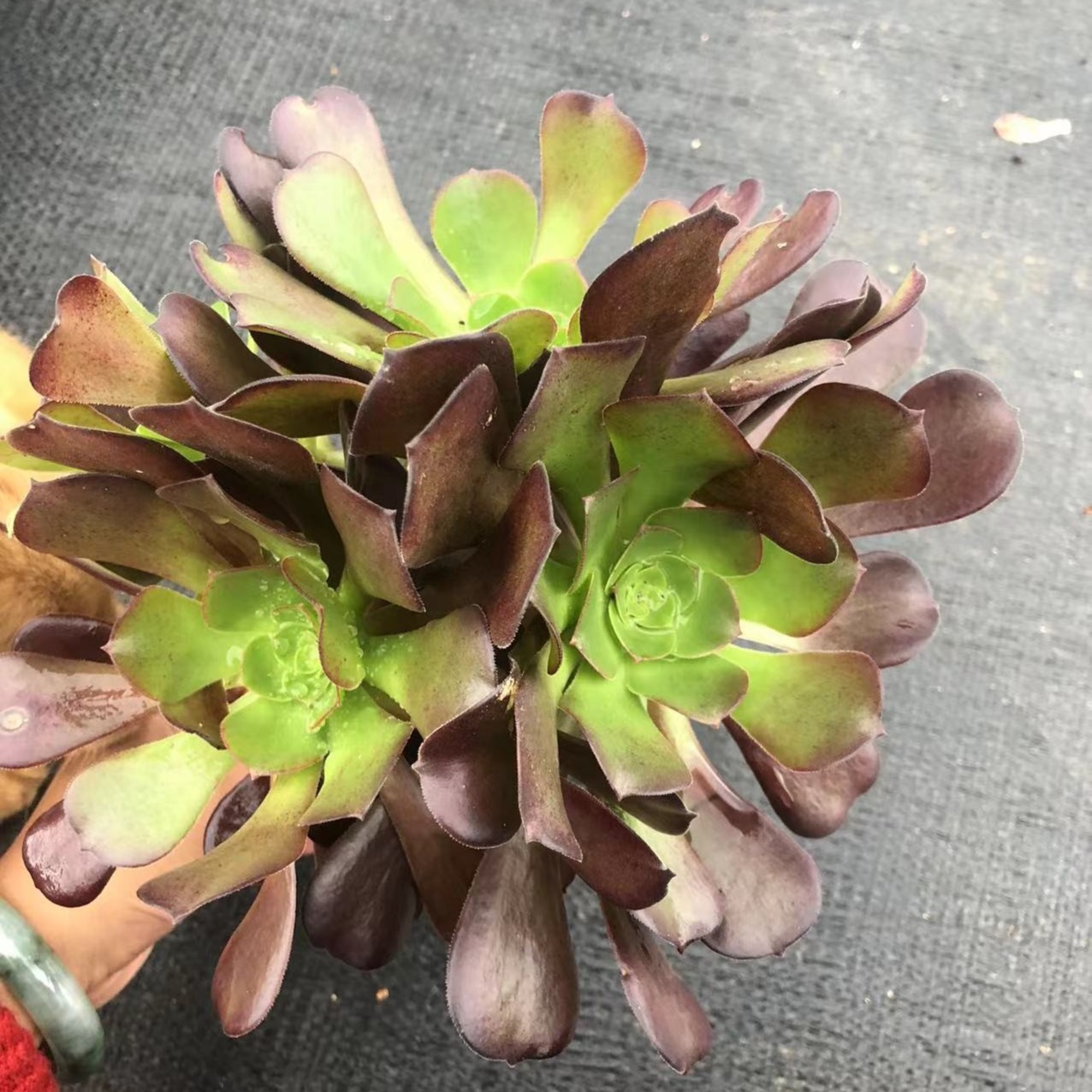 欧紫多肉 阳台露台绿植栽种养护 满9.9包邮