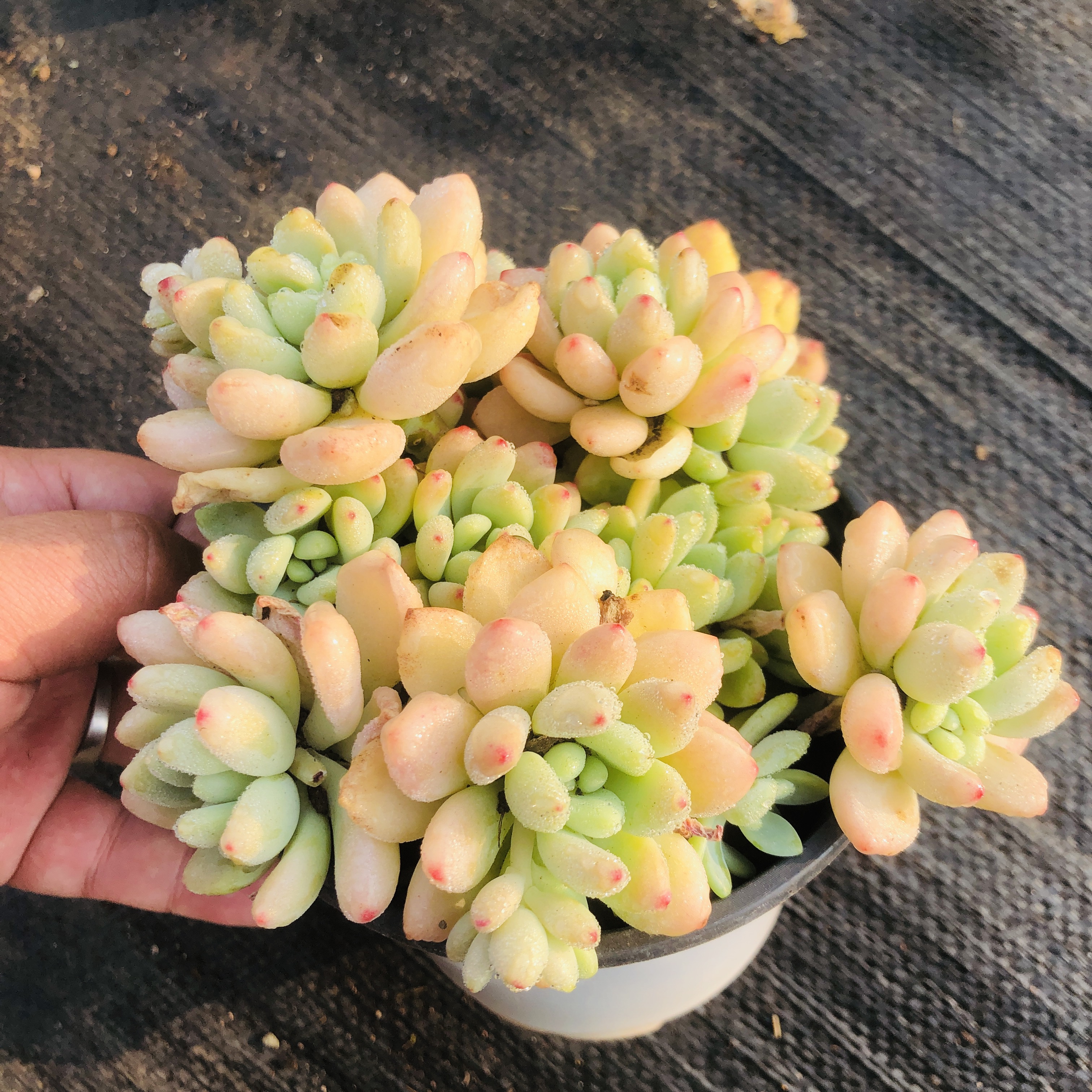 凝脂莲多肉 阳台露台绿植栽种养护 满9.9包邮