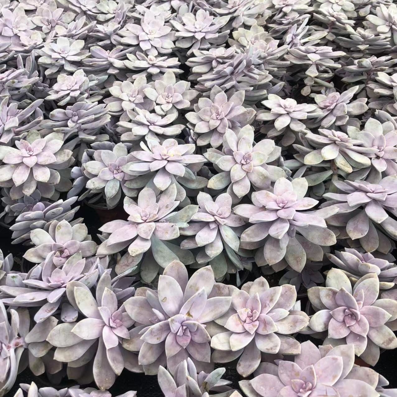 华丽风车多肉 阳台露台绿植栽种养护 满9.9包邮