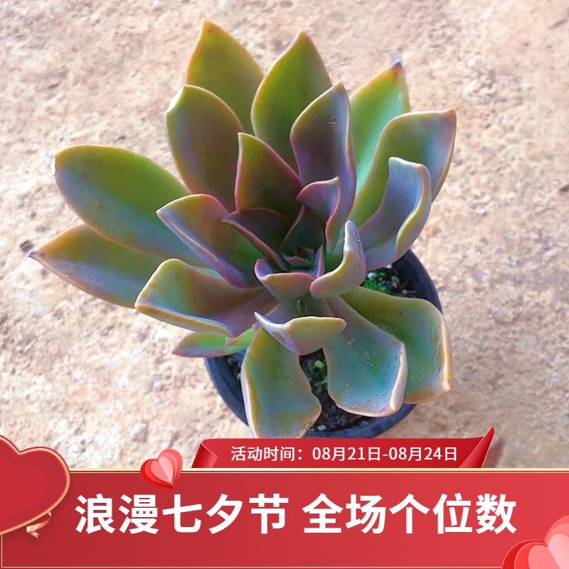 【太妃糖】阳台露台窗台办公室花园植物 满9.9包邮养护耐寒