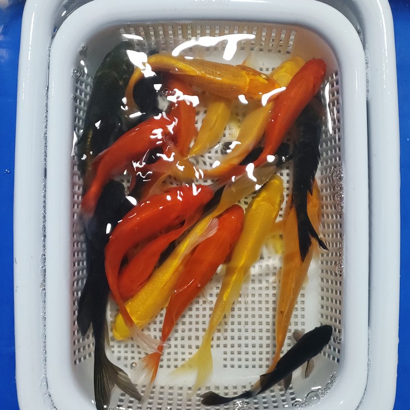 9号  黄黑红花 包邮包活新手好养耐活冷水观赏鱼（随机混搭）