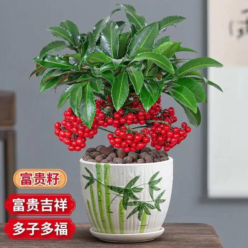 富贵籽招财室内盆栽好养黄金万两植物带果子红果客厅懒人绿植易活