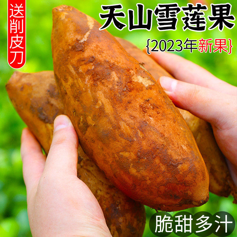 云南天山雪莲果正宗红泥沙黄心雪莲果应季水果现货整箱5斤包邮