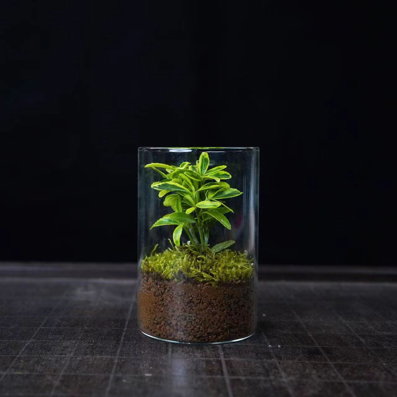 【无也秘境】小树-金边黄杨创意绿植成品桌面景观6*10cm