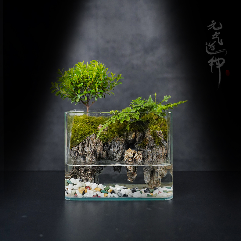 【叁七专属】云台山上—小叶赤楠真实绿植创意成品盆栽20*14*16