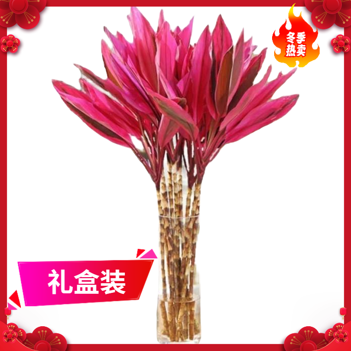 富贵竹水养喜庆年宵花卉转运竹水培植物四季室内净化空气水培吉祥