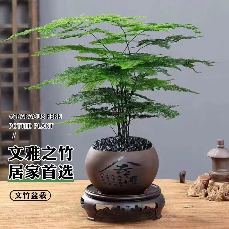 新人福利舍得文竹盆栽植物室内进化空气办公室室内花卉盆栽好养