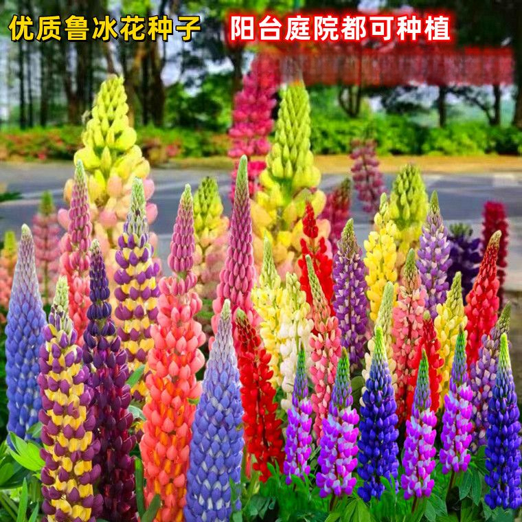 鲁冰花种子种多年生草本羽扇豆四季花籽活室外花种子耐寒花海