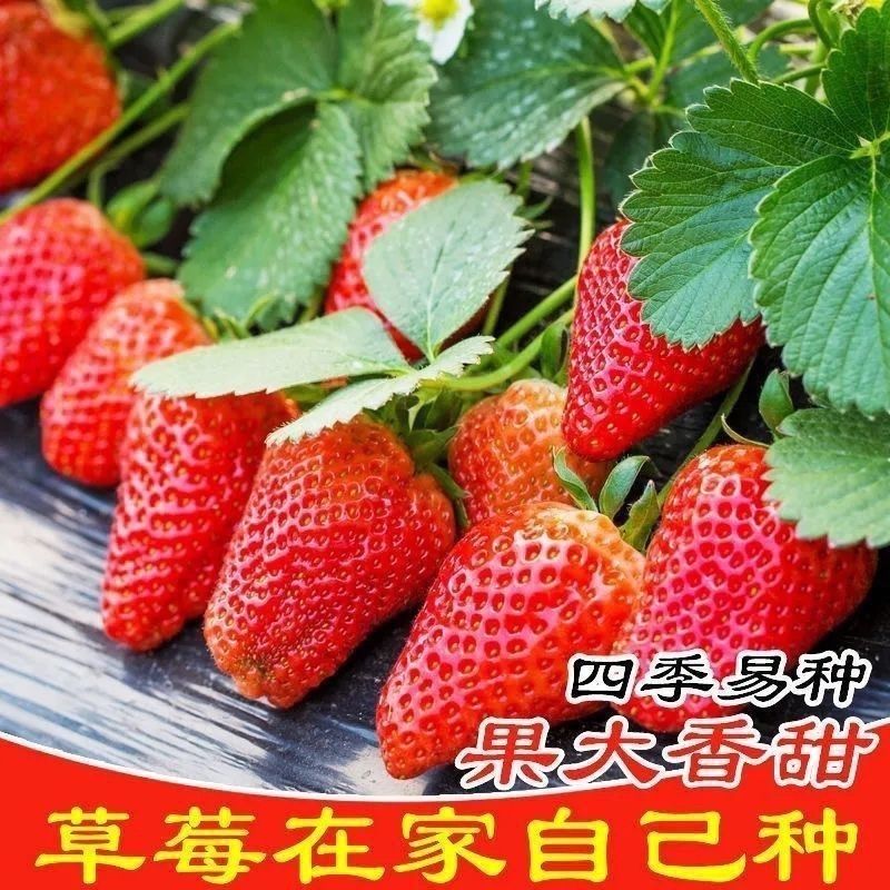 四季超大奶油草莓耔四季开花结果草莓耔庭院阳台盆栽水果耔