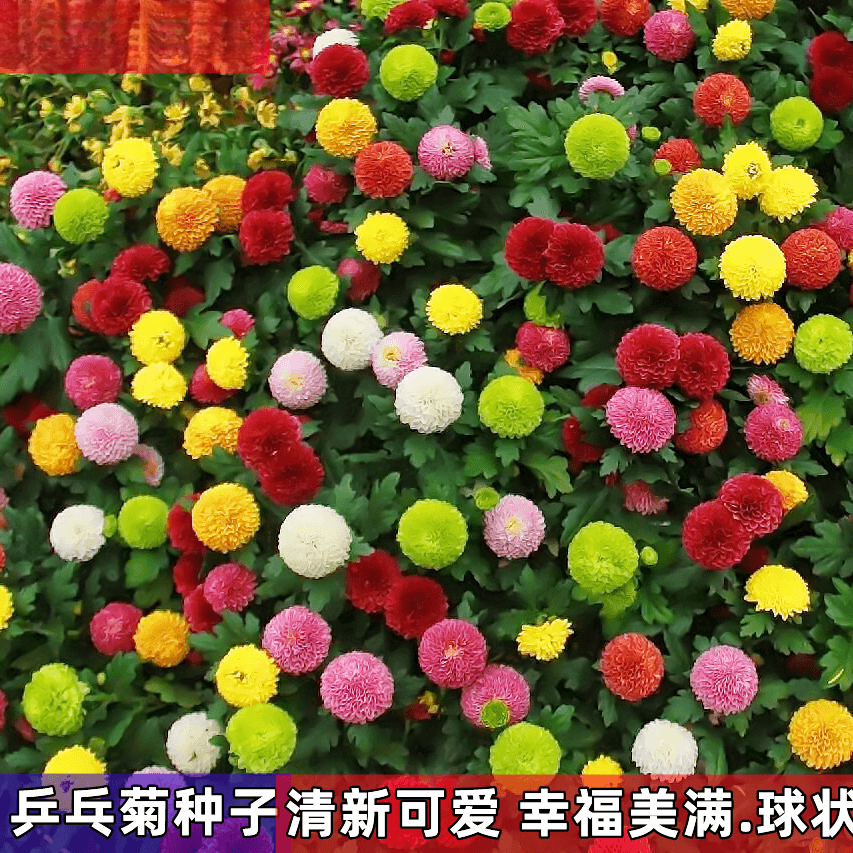 乒乓菊种子易爆盆四季开花新手好种懒人花浇水活室内外开花盆栽籽