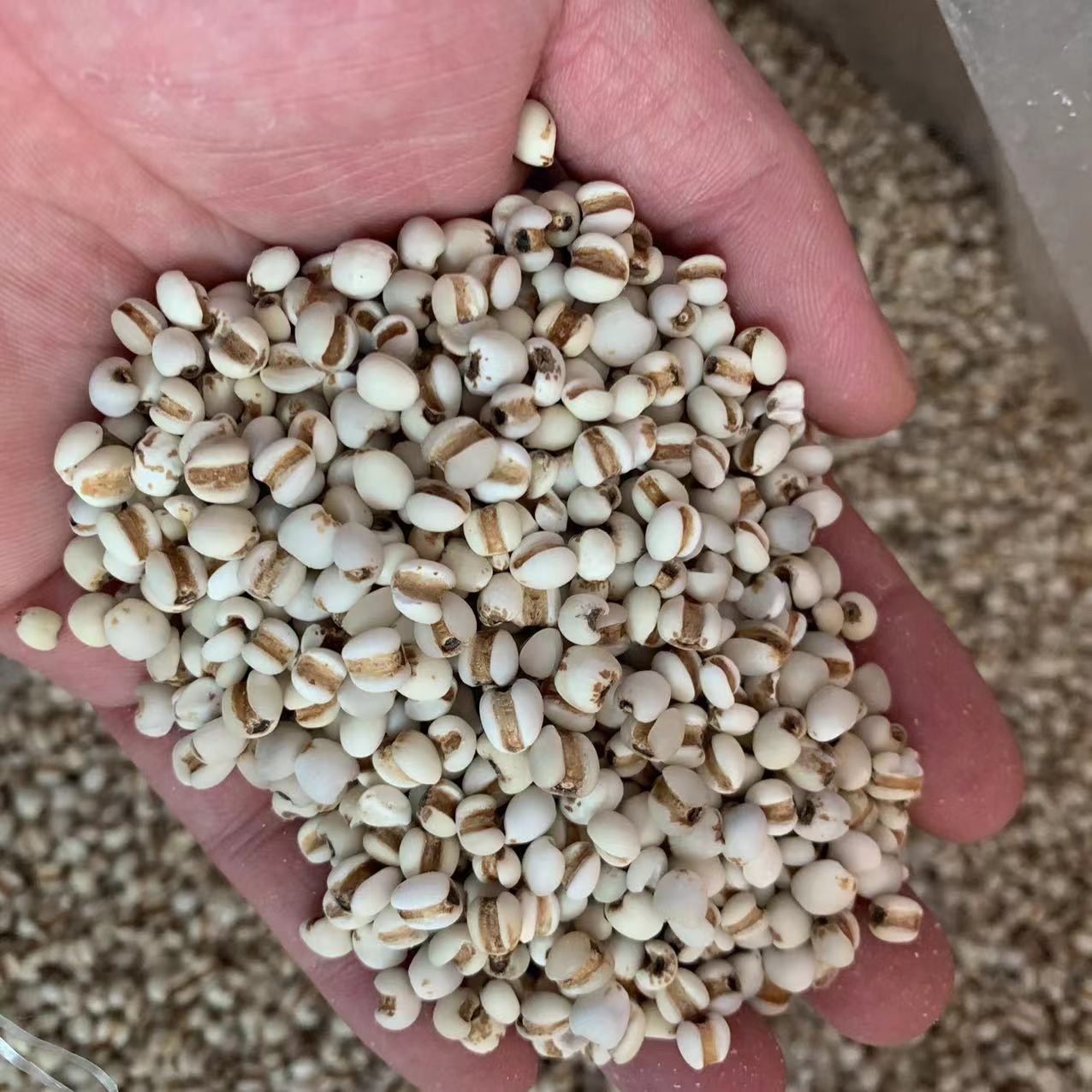 【三三】意仁米500g