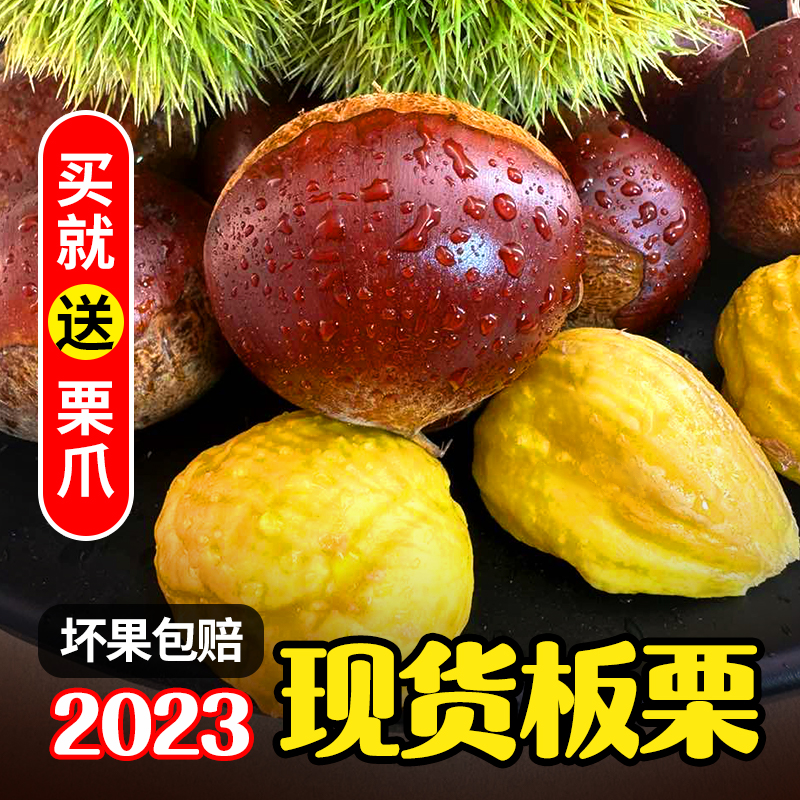 【坏果包赔】2023丹东老树新鲜板栗子5斤大果