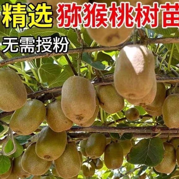 【29.9元2颗猕猴桃果树】南北方种植盆栽地栽嫁接猕猴桃树果苗