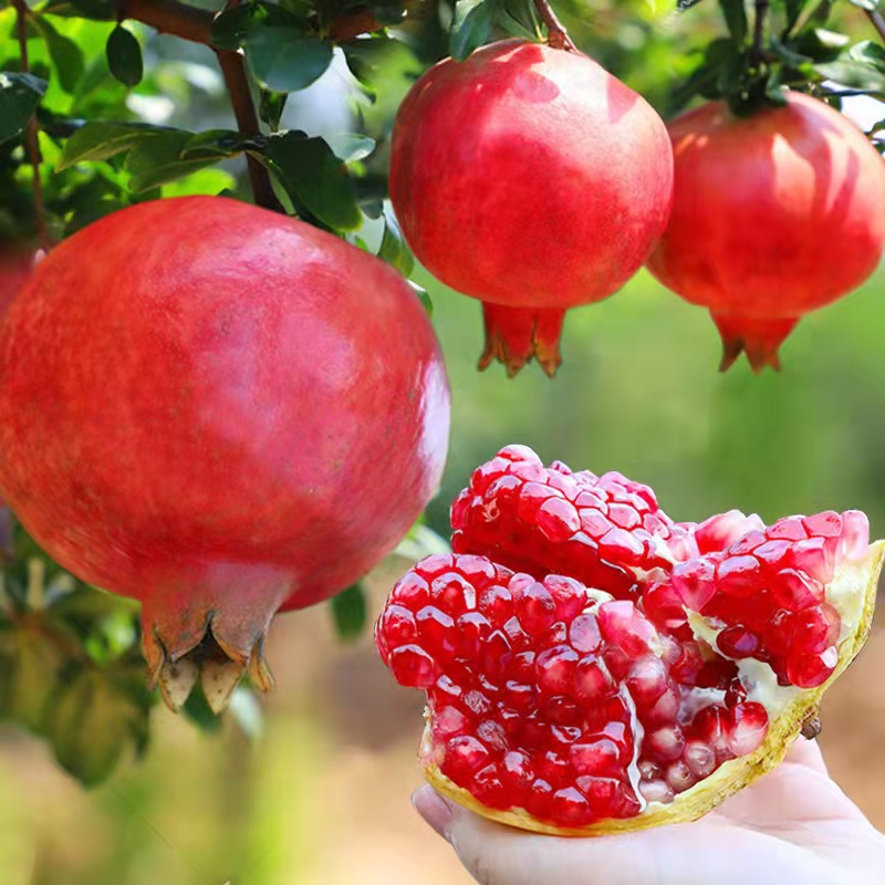 【29.9元2棵】黑籽突尼斯软籽石榴果树苗南北方盆栽地栽均可种植