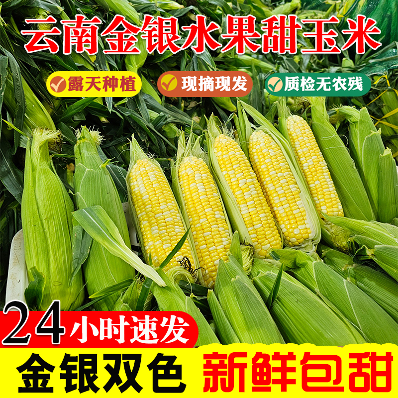 云南金银水果玉米8斤新鲜生吃甜玉米棒子苞谷米现摘糯蔬菜钓鱼3斤