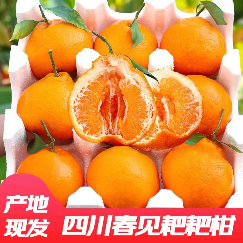 H【净重8斤】四川耙耙柑正宗皮薄甜度甄选品质多汁甜蜜爽口