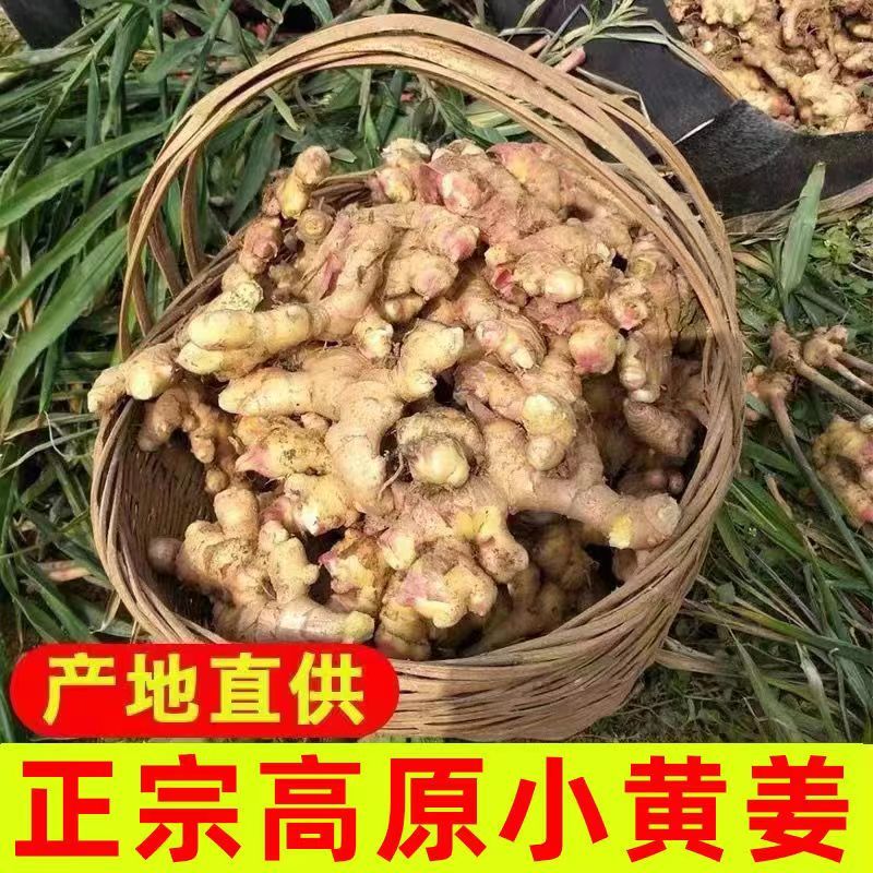 【正宗】云南现挖小黄姜新鲜老姜嫩姜月子姜时令蔬菜批发农产品辣