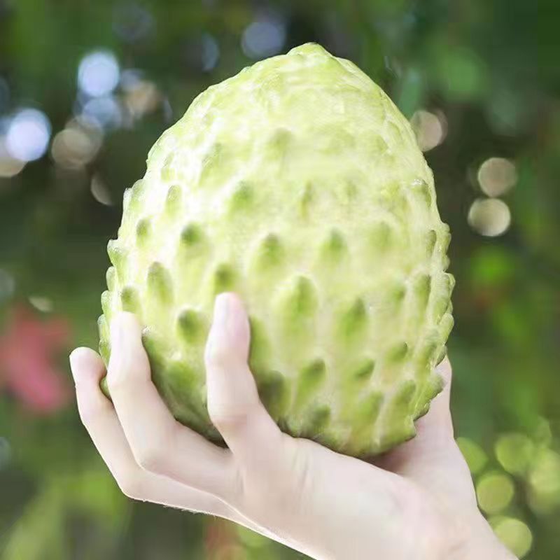 【赠品A】云南牛奶凤梨释迦果1斤