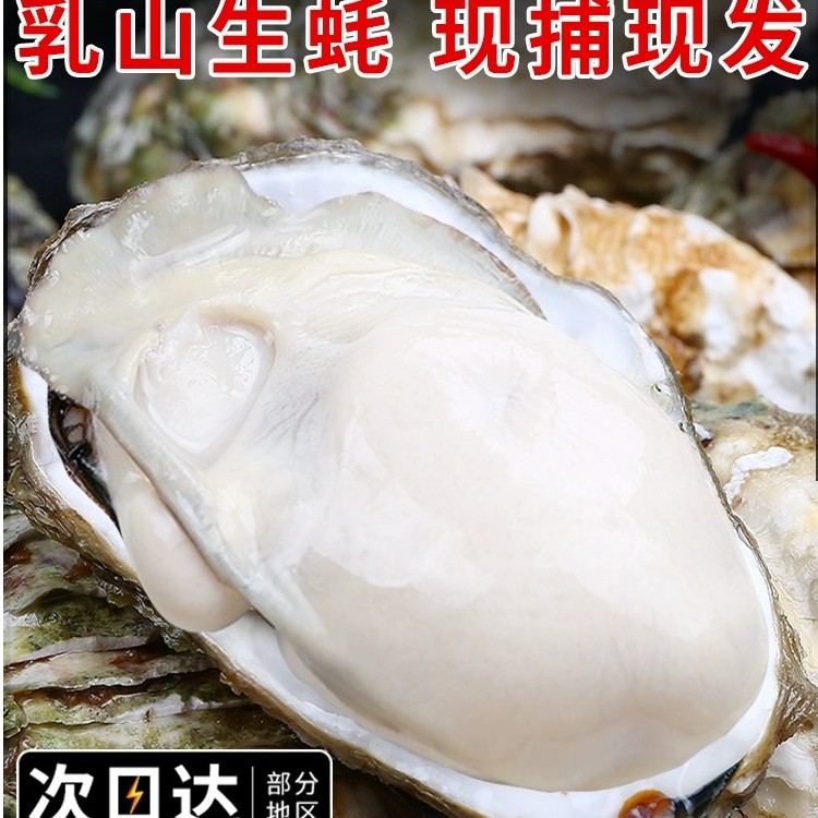生蚝鲜活特大海蛎子整箱5斤正宗乳山牡蛎超级新鲜海鲜商用批发
