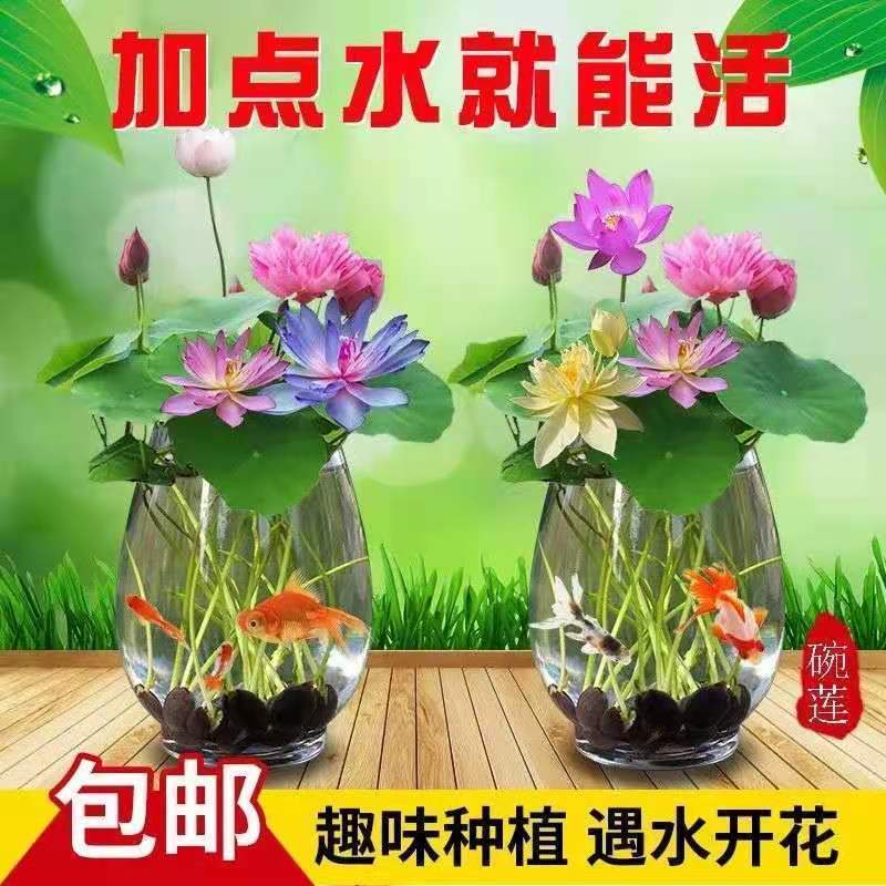 水生碗莲开口新采种子见水就活莲花种子水生植物多种花色品种庭院