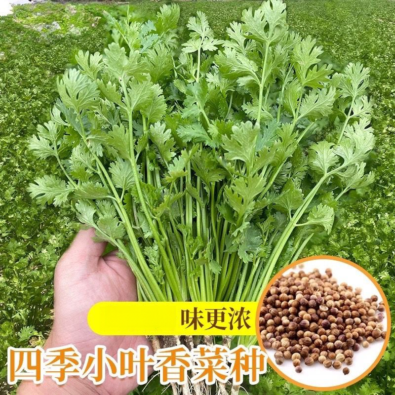 四季小叶香菜种子农家土香菜种子芫荽种籽耐高温大田蔬菜种子大全