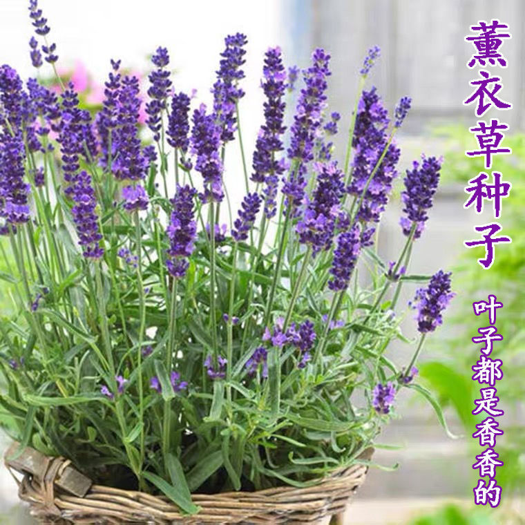 薰衣草种子四季种多年生盆栽庭院绿化花海耐寒耐旱高温香草花籽