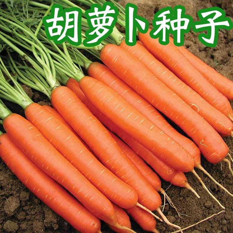 胡萝卜种子高产甜脆红萝卜四季蔬菜种子本地阳台盆栽种籽大全