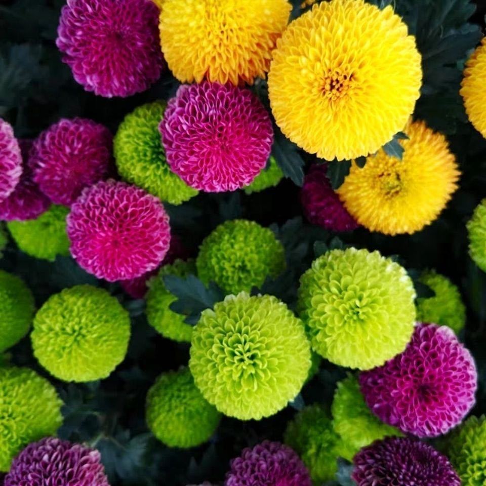 乒乓菊花种籽四季播种开花室内活花卉阳台七彩盆栽植物菊花庭院