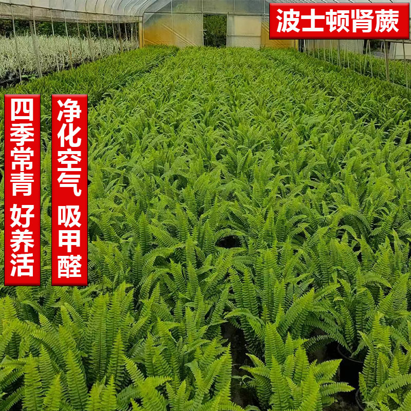 肾蕨盆栽波斯顿肾蕨类排骨草室内外观叶植物庭院花镜蕨类阳台造景