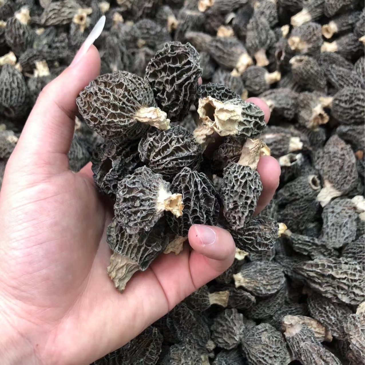 羊肚菌干货新鲜菌菇煲汤干货食材50g