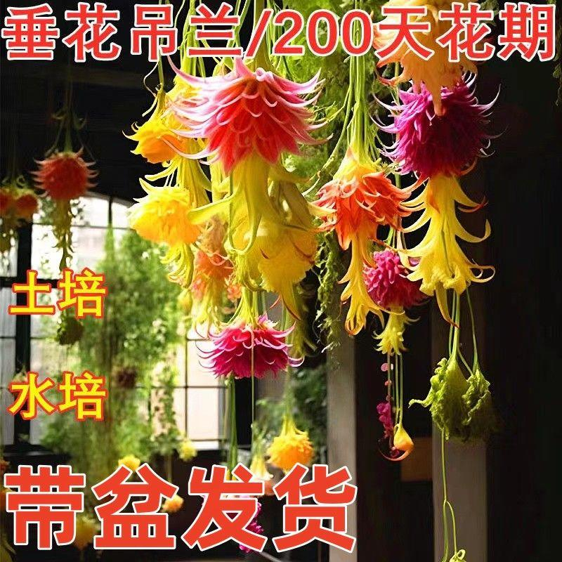 浓香多色垂花吊兰四季室内外盆栽驱蚊虫驱蚊花卉好养活阳台懒人花