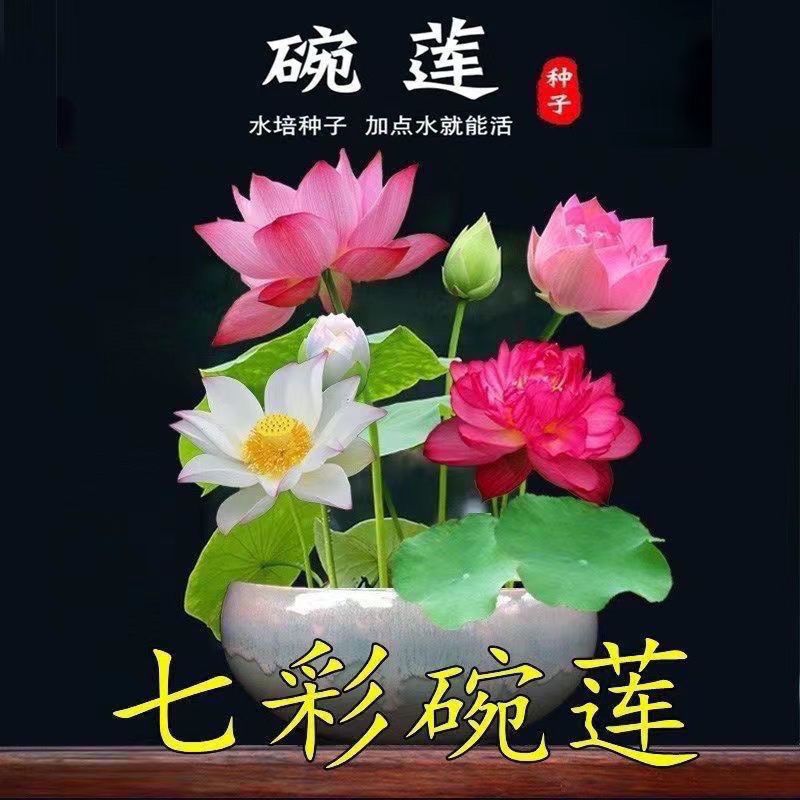 碗莲种四季开花水培水养绿植睡莲荷花无土盆栽花卉