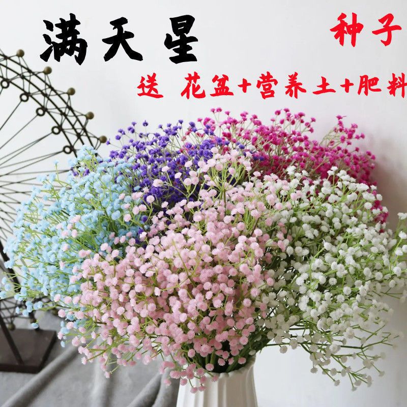 满天星种子爆盆四季种活开花室内阳台盆栽种子观花卉植物