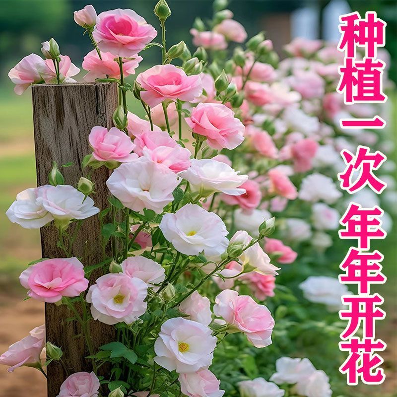 重瓣洋桔梗花种子四季播种开花易活花卉种孑庭院室外花种籽子
