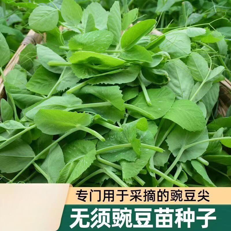 无须豌豆苗种籽豌豆种籽尖芽苗菜种子四季蔬菜孑豌豆苗种碗豆种籽