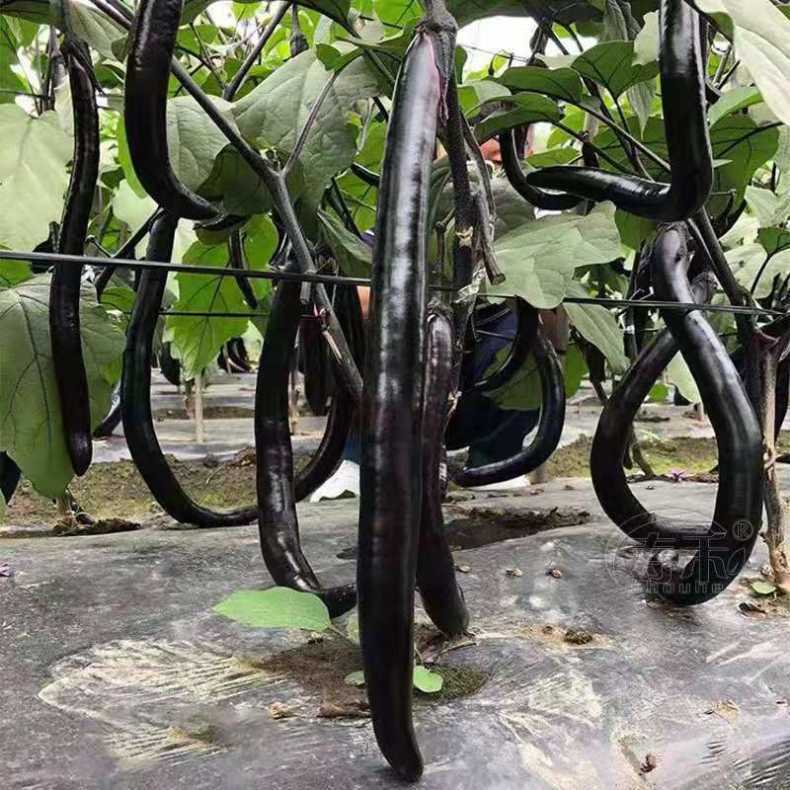 杭茄一号长茄种子茄子种子高产紫红长茄种子线茄蔬菜种籽茄子种籽