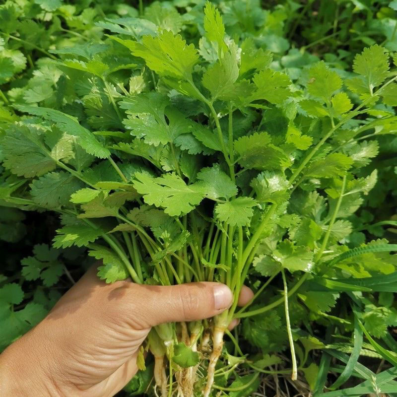 四季香菜种子大叶香菜种子阳台盆栽农家芫荽种籽四季香菜蔬菜种子