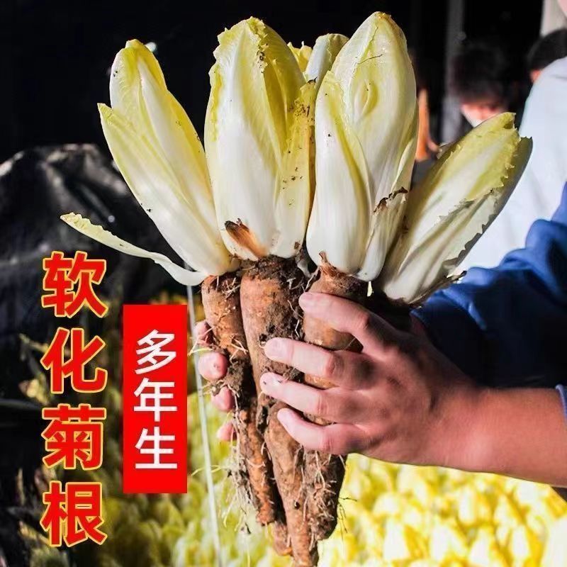 金玉兰菜种子新鲜四季红玉兰非转基因欧洲软化紫菊苣阳台盆栽蔬菜