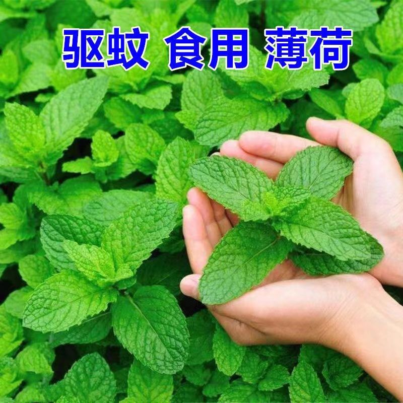 食用薄荷种子柠檬薄荷种子驱蚊花草植物种子四季阳台盆栽薄庭院