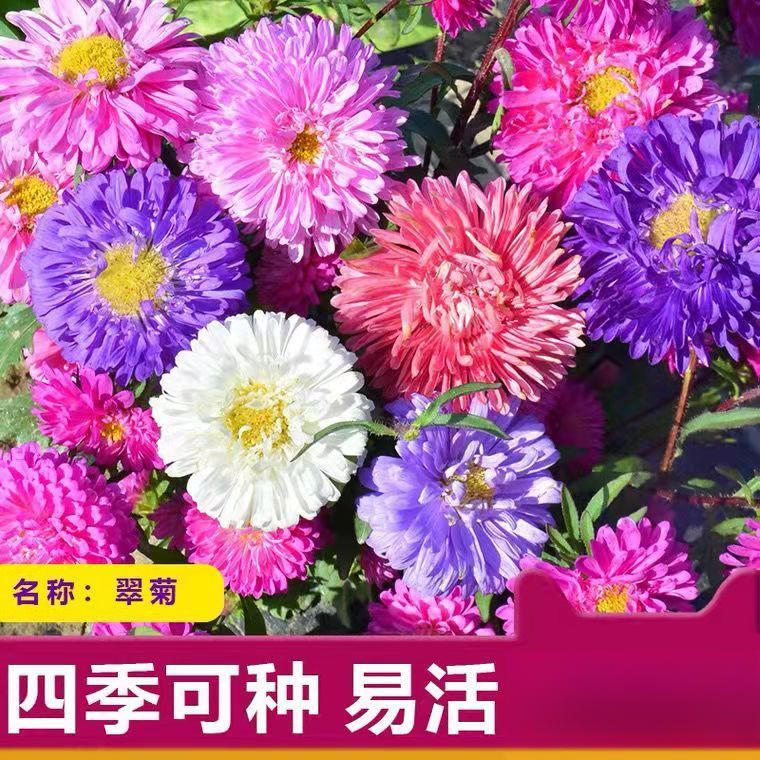 七彩翠菊花种籽子特大菊花糖果菊四季开花不断室内阳台庭院易种植