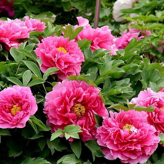 洛阳牡丹花种子室内盆栽花卉植物种子阳台庭院四季种植花籽易种