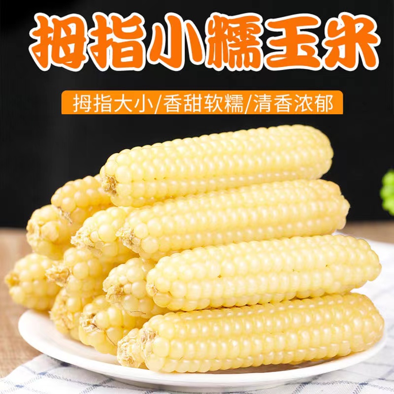 【到手1斤】 优选 西双版纳拇指玉米营养代餐减脂轻食500g*整箱批