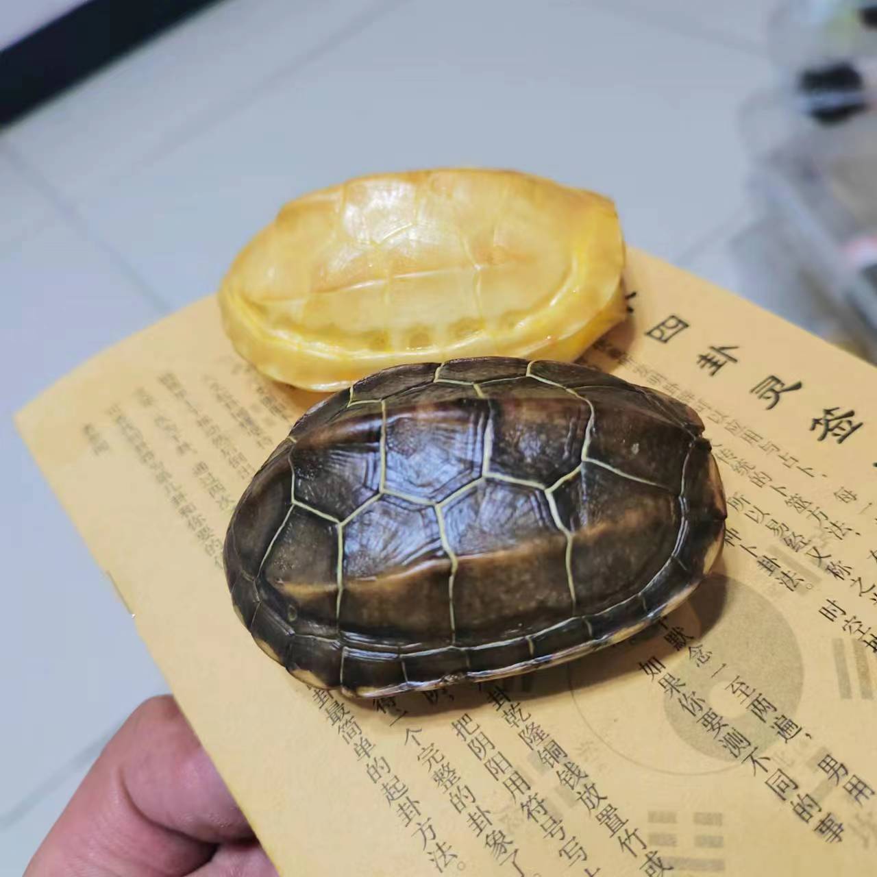 【黄金甲+草龟手把件】微瑕龟壳 龟甲 盘玩 手把件 （直播间下单）