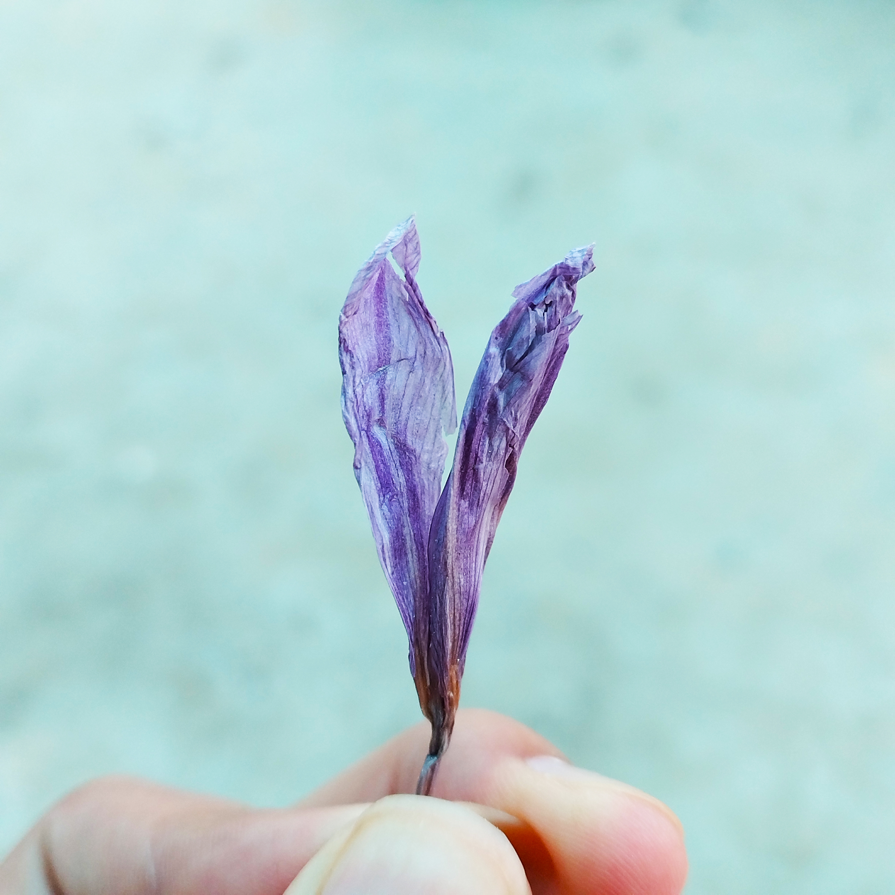 云乡土特产【缅藏红花朵】干货